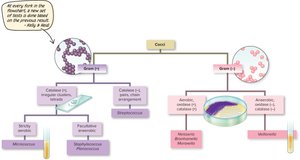 Dichotomous key for bacterial identification