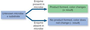 Flowchart of biochemical test outcomes