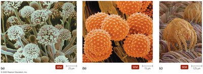 SEM images of common allergens: mold, pollen, and dust mite