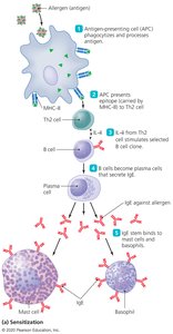 Diagram of sensitization in Type I hypersensitivity
