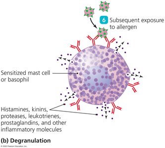 Diagram of degranulation in Type I hypersensitivity