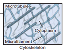 Eukaryotic cytoskeleton