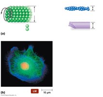 Microtubule, microfilament, and intermediate filament structure
