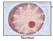 Nucleus structure