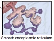Smooth endoplasmic reticulum