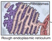 Rough endoplasmic reticulum