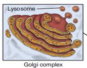 Golgi complex