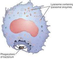 Lysosome and phagocytosis