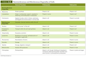 Mitochondria structure
