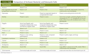 Table: Comparison of Archaeal, Bacterial, and Eukaryotic Cells