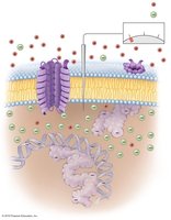 Electrical potential of a cytoplasmic membrane