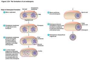 Steps in endospore formation