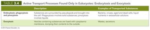 Table: Active Transport Processes Found Only in Eukaryotic Cells
