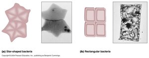 Star-shaped and rectangular bacteria