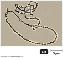 Bacterial arrangements diagram