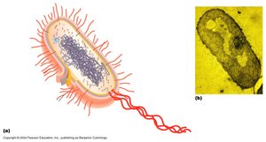 Capsule and paired cocci