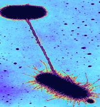 Fimbriae and pili on bacterial cell