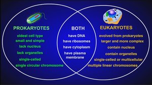 Venn diagram comparing prokaryotes and eukaryotes