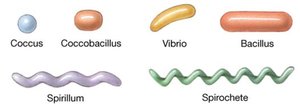 Basic shapes of bacteria