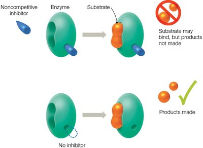 Noncompetitive inhibition diagram