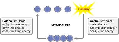 Diagram of catabolic and anabolic reactions