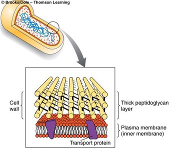 Gram-positive cell wall structure