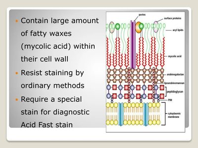 Acid-fast cell wall structure