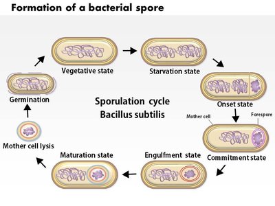 Endospore formation cycle