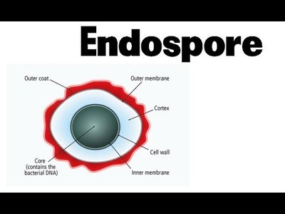 Endospore structure