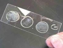 Bacterial smear on a slide