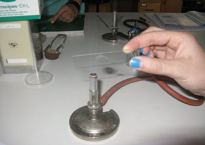 Heat fixing a bacterial smear