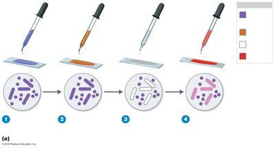 Gram stain procedure steps
