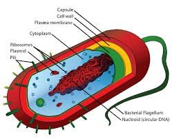 Bacterial cell structure