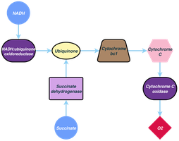 Eukaryotic electron transport chain