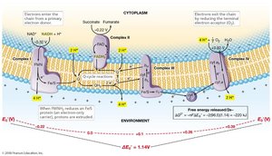 Electron transport and proton motive force