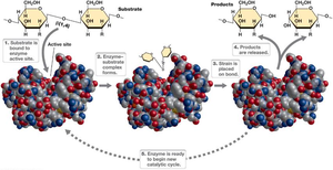 Enzyme-substrate complex formation and catalysis