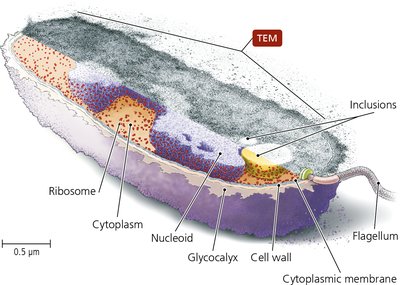 TEM of a bacterial cell showing cytoplasmic structures