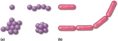 Diagram of bacterial cell shapes