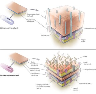 Comparison of Gram-positive and Gram-negative cell walls