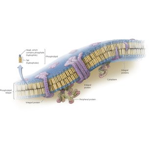 Structure of the bacterial cytoplasmic membrane