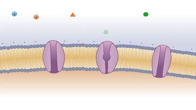 Proteins in the cytoplasmic membrane