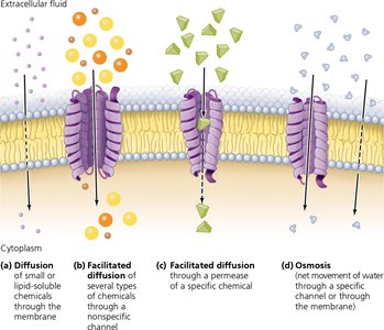 Passive and active transport across the membrane