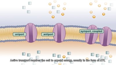 Active transport mechanisms: uniport, antiport, symport