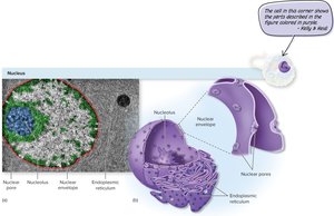 Microbiology Study Guide: Eukaryotic Cells & Microorganisms | Notes