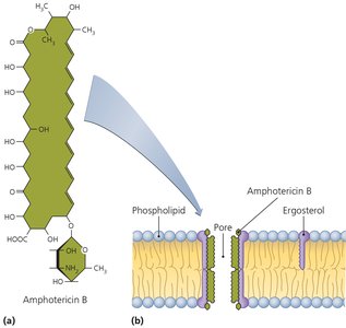 Amphotericin B mechanism of action on fungal membranes
