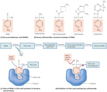 Sulfonamide inhibition of folic acid synthesis