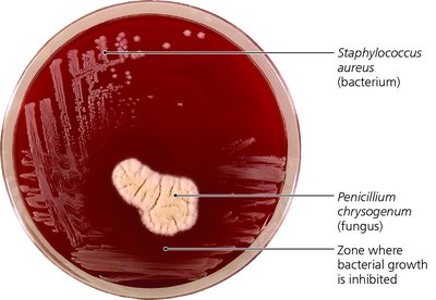 Petri dish showing Penicillium inhibiting Staphylococcus growth