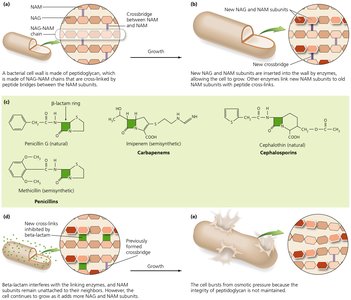 Mechanism of beta-lactam antibiotics on cell wall synthesis