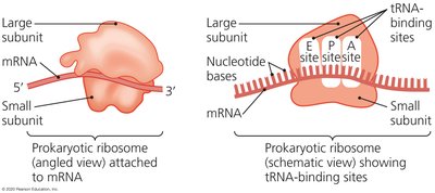 Structure of prokaryotic ribosome and tRNA binding sites