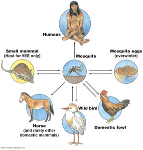 Hosts and transmission of viruses of Western and Eastern Equine Encephalitis